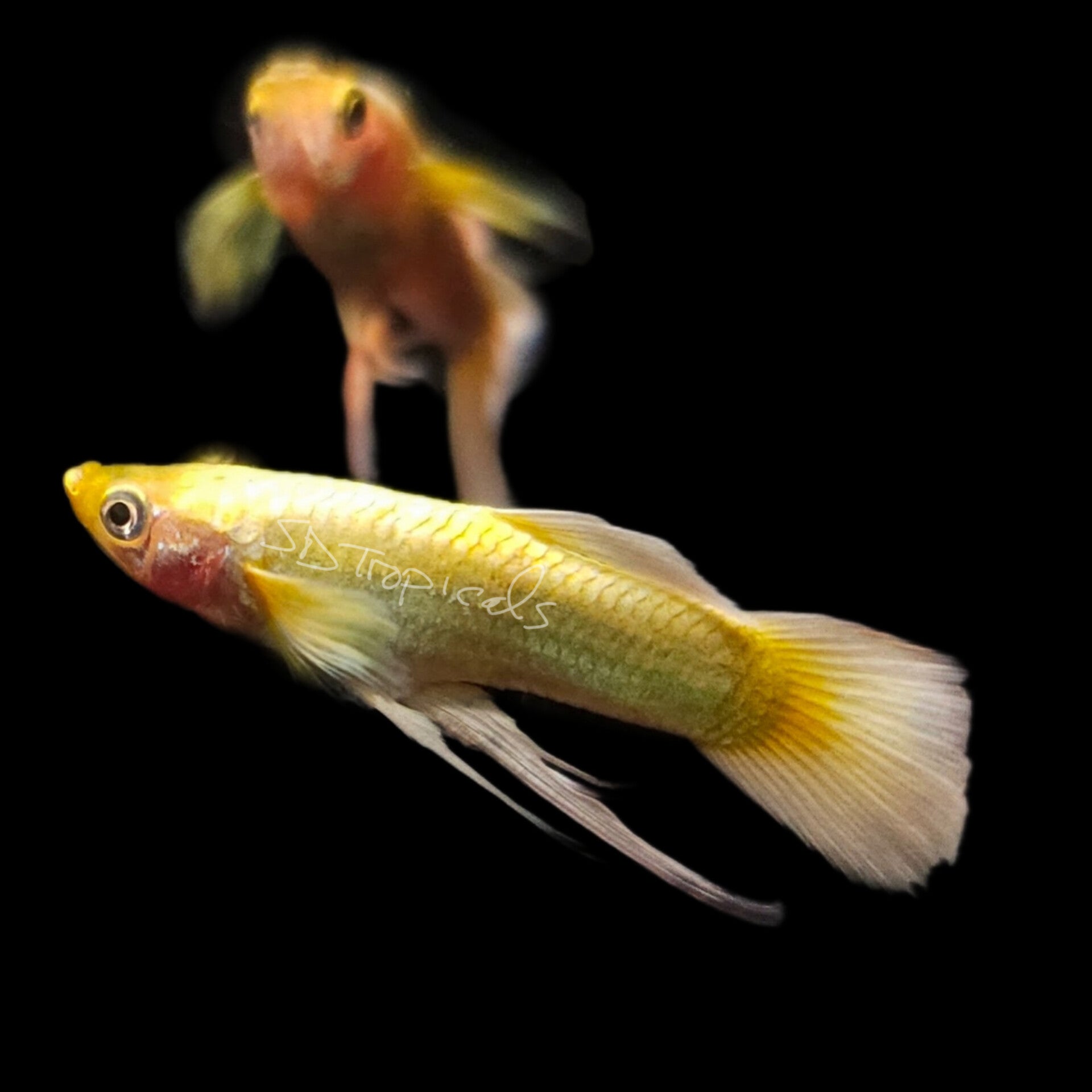 Full Gold Ribbon – SD Tropicals