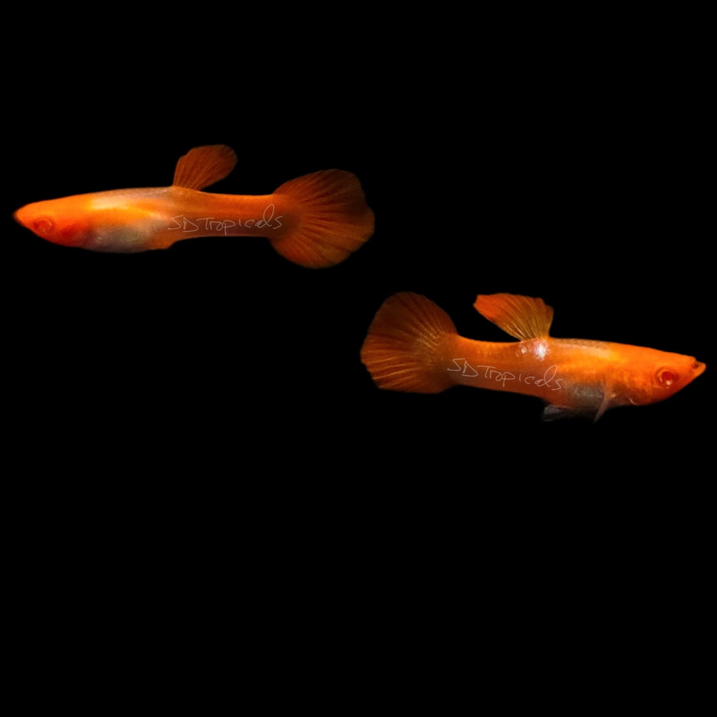 Albino Koi