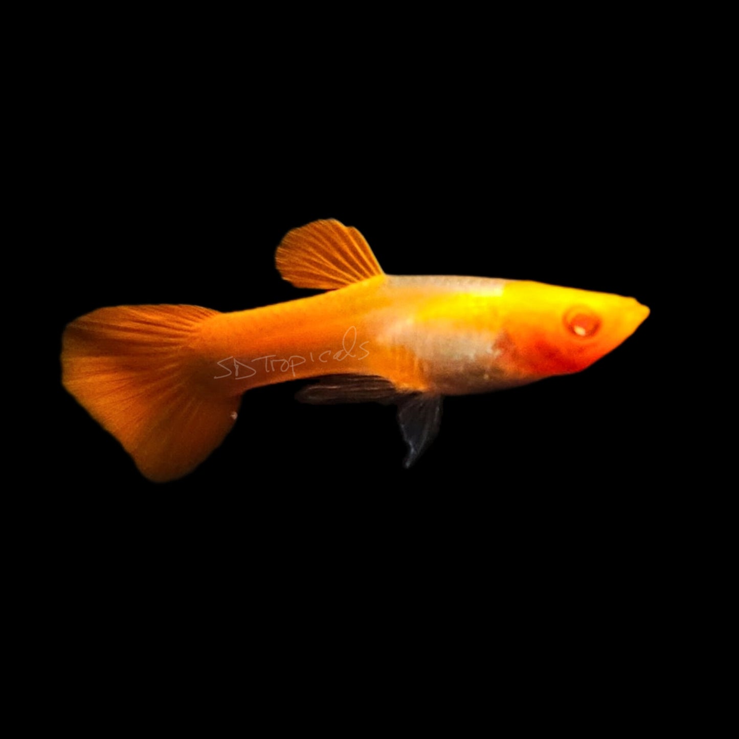 Albino Koi