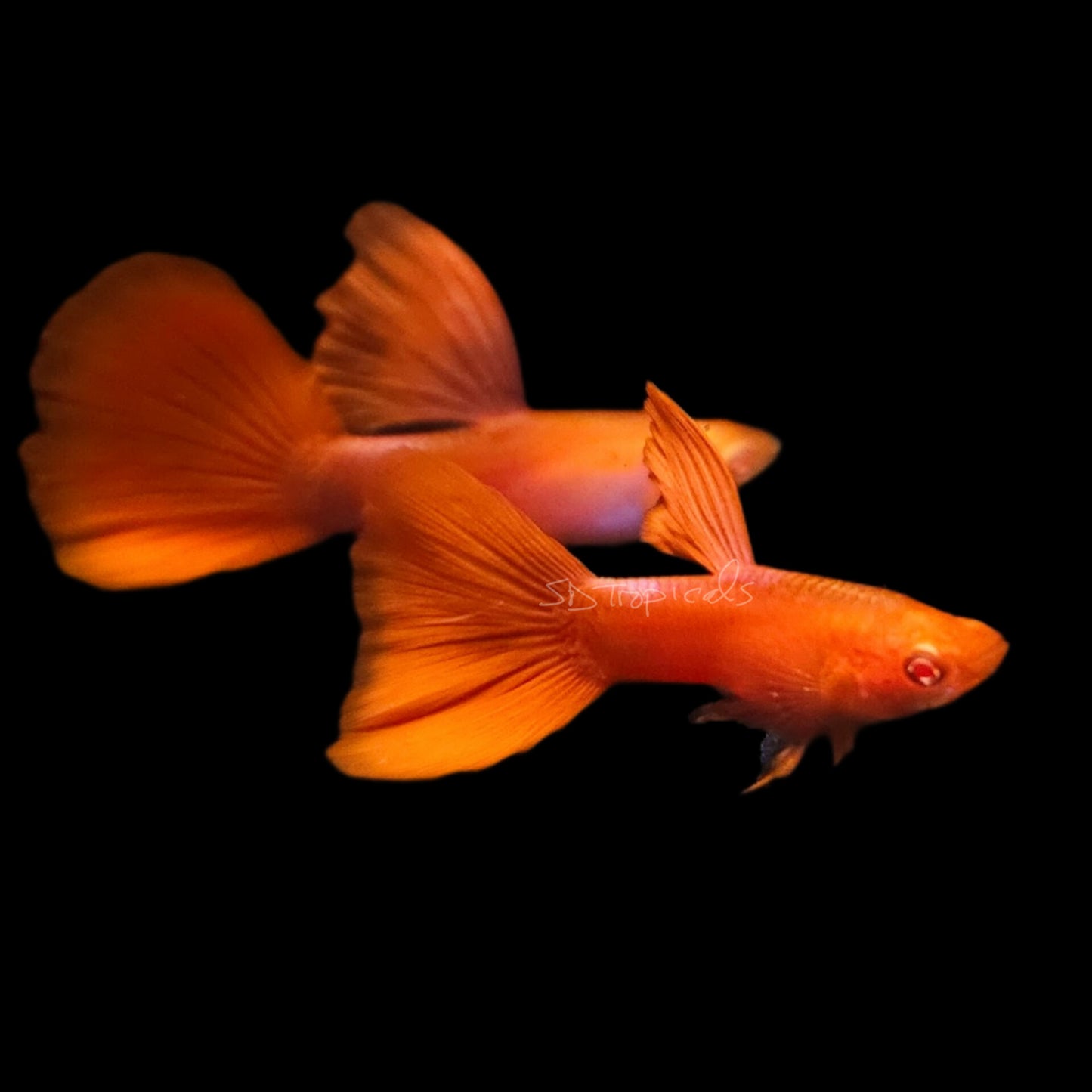 Albino Full Red High Dorsal