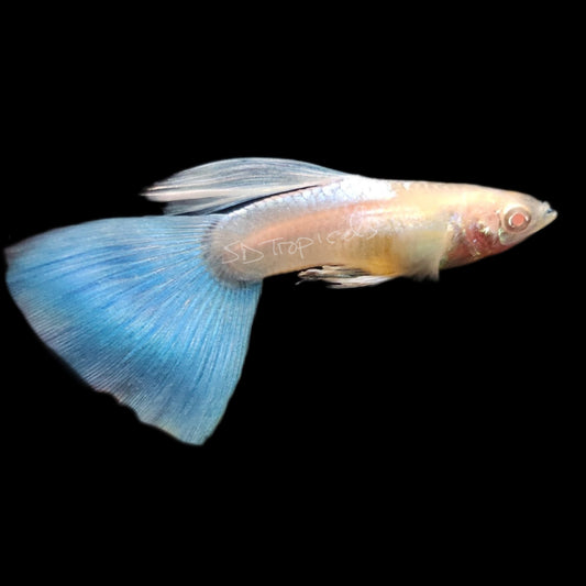 Albino Blue Tail