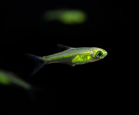 Kubotai Rasbora