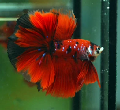 KOI AND NEMO GALAXY OVER HALFMOON ROSETAIL MALE