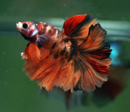 KOI AND NEMO GALAXY OVER HALFMOON ROSETAIL MALE