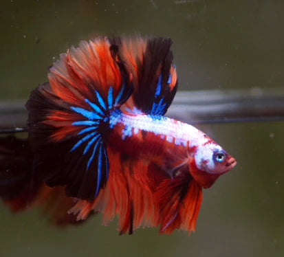 KOI AND NEMO GALAXY OVER HALFMOON ROSETAIL MALE