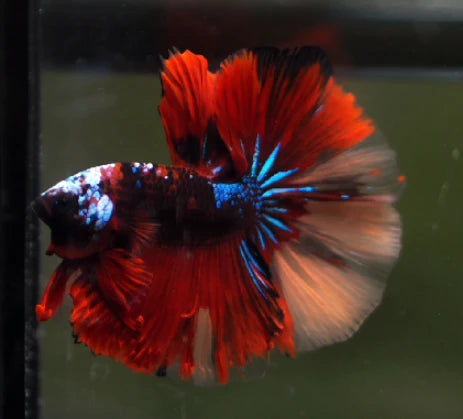 KOI AND NEMO GALAXY OVER HALFMOON ROSETAIL MALE