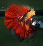 KOI AND NEMO GALAXY OVER HALFMOON ROSETAIL MALE