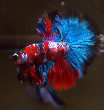 KOI AND NEMO GALAXY OVER HALFMOON ROSETAIL MALE