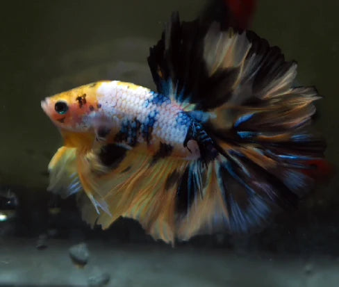 YELLOW KOI AND YELLOW FANCY MARBLE OVER HALFMOON MALE