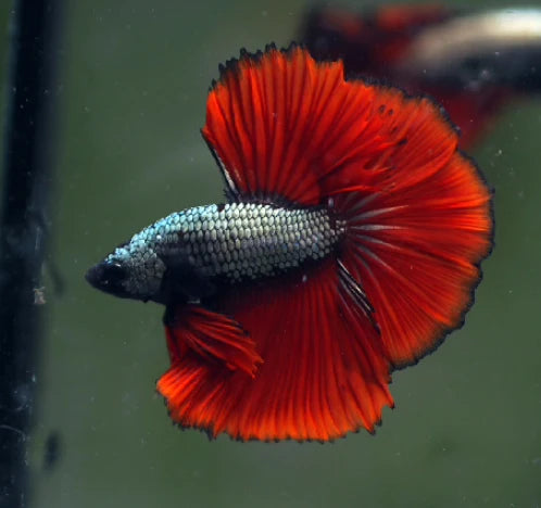 COPPER SCALES OVER HALFMOON STAR TAILS MALE