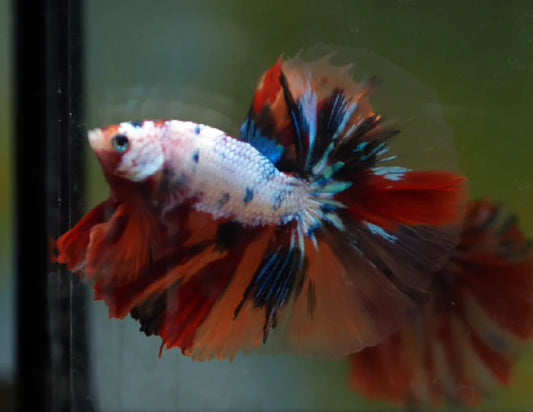 MULTICOLOR DRAGON CANDY MARBLE HALFMOON MALE