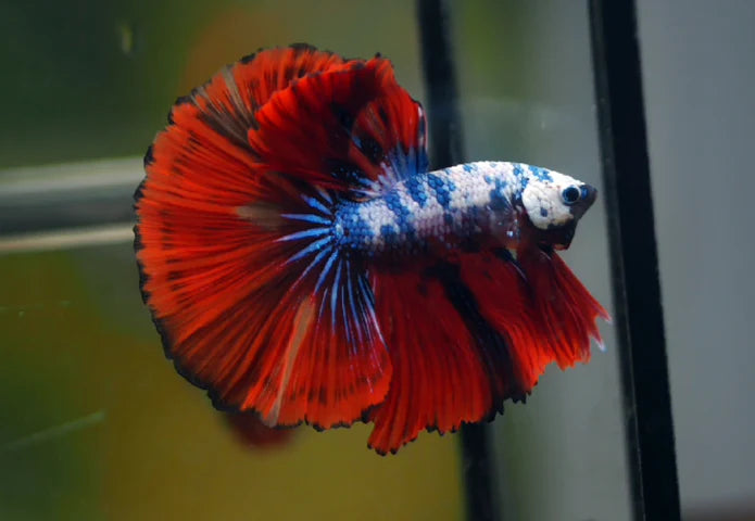 MULTICOLOR DRAGON CANDY MARBLE HALFMOON MALE