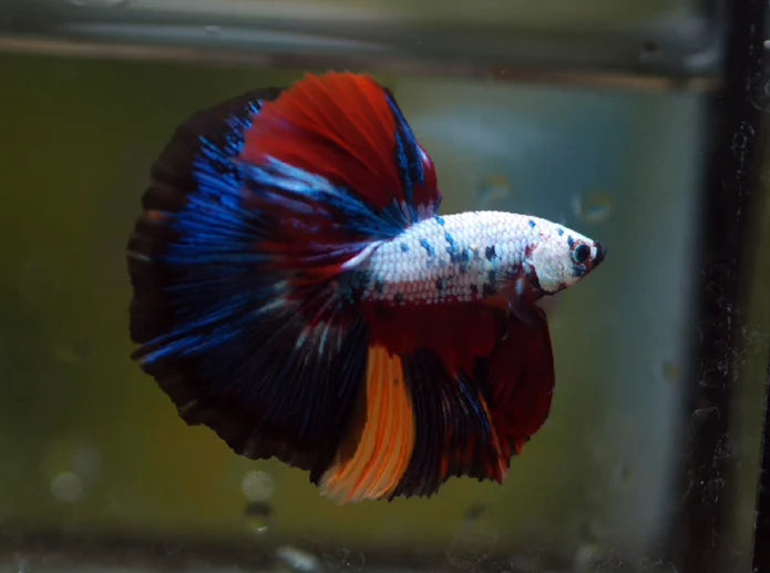 MULTICOLOR DRAGON CANDY MARBLE HALFMOON MALE