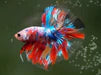 KOI/NEMO/CANDY FANCY HALFMOON MALE