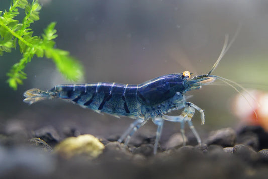 Orange Eye Blue Tiger