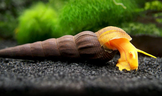 Orange Poso Rabbit Snail