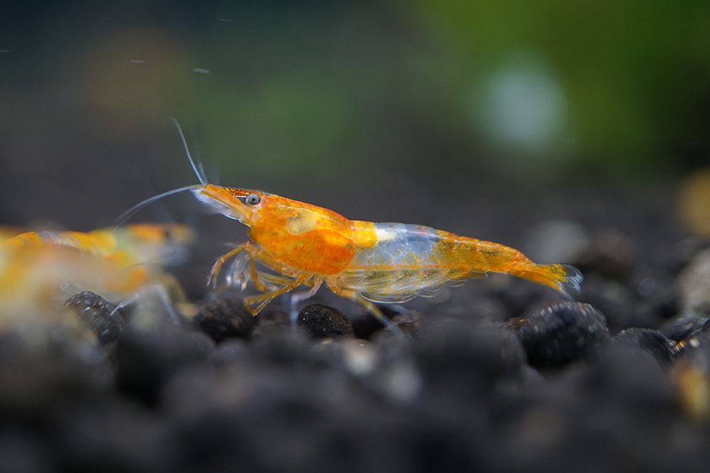 Breeder pack Neocaridina color of your choice