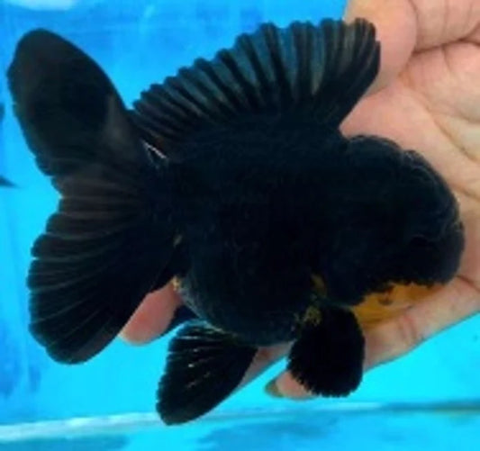 BLACK THAI ORANDA