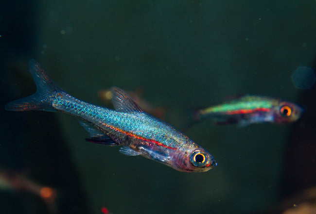 Sundadanio Rasbora