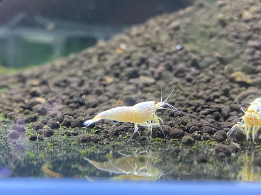 White Bee