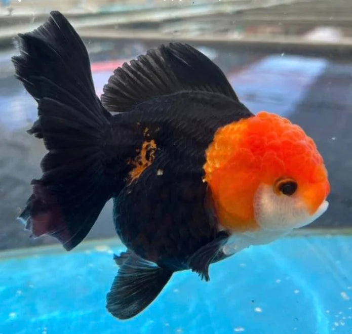 TRI COLOR SPECIAL COLOR THAI ORANDA