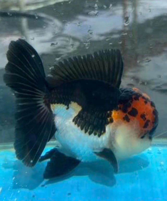 TRI COLOR SPECIAL COLOR THAI ORANDA