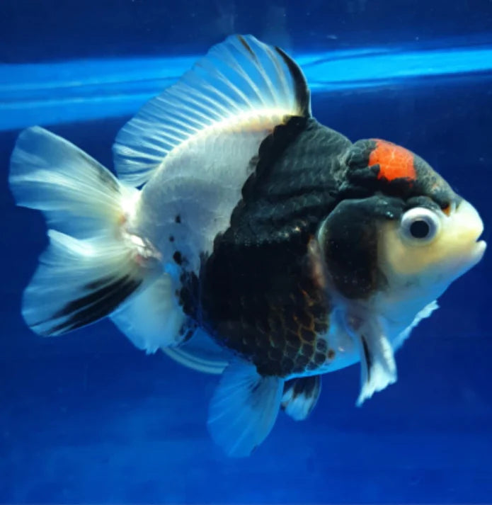 TRI COLOR SPECIAL COLOR THAI ORANDA