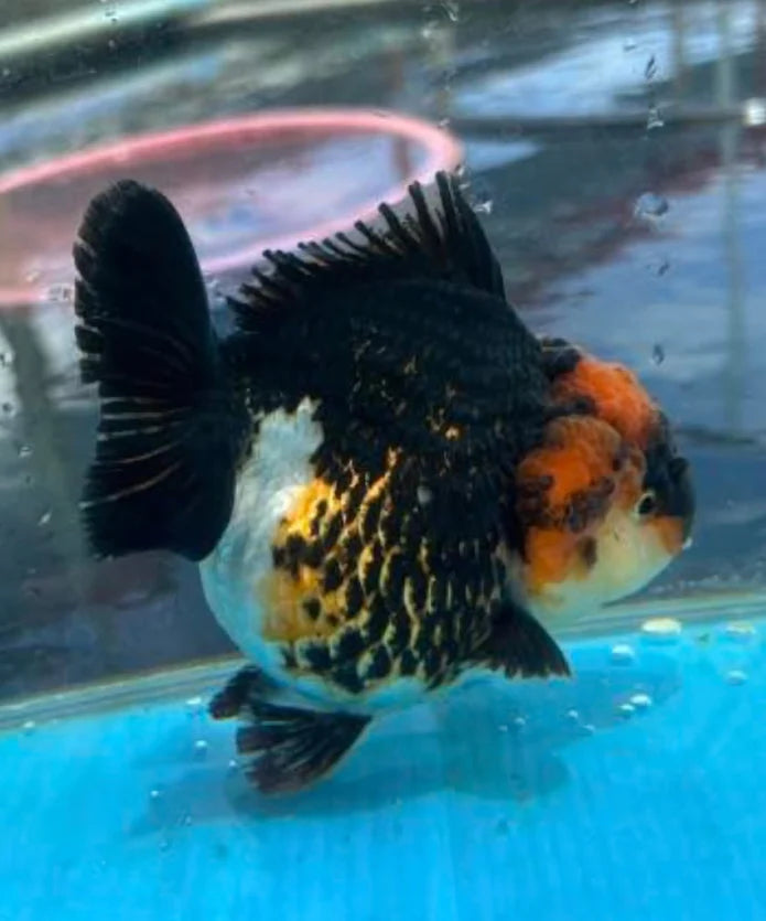 TRI COLOR SPECIAL COLOR THAI ORANDA