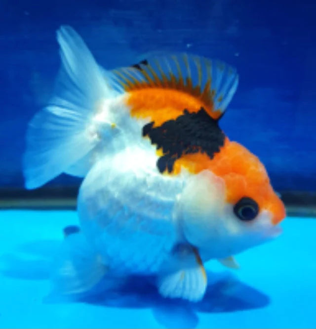 TRI COLOR SPECIAL COLOR THAI ORANDA