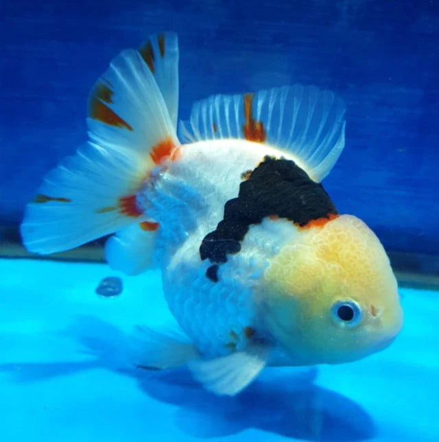 TRI COLOR SPECIAL COLOR THAI ORANDA