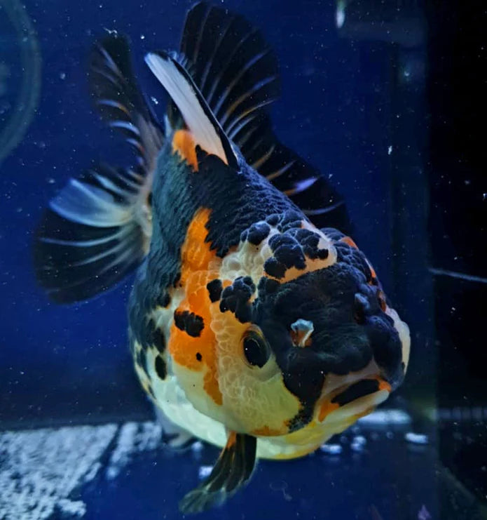 TRI COLOR SPECIAL COLOR THAI ORANDA