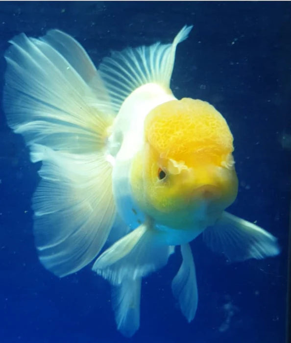 WHITE THAI ORANDA