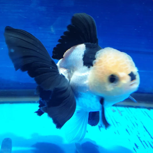 SPECIAL COLOR PANDA THAI ORANDA