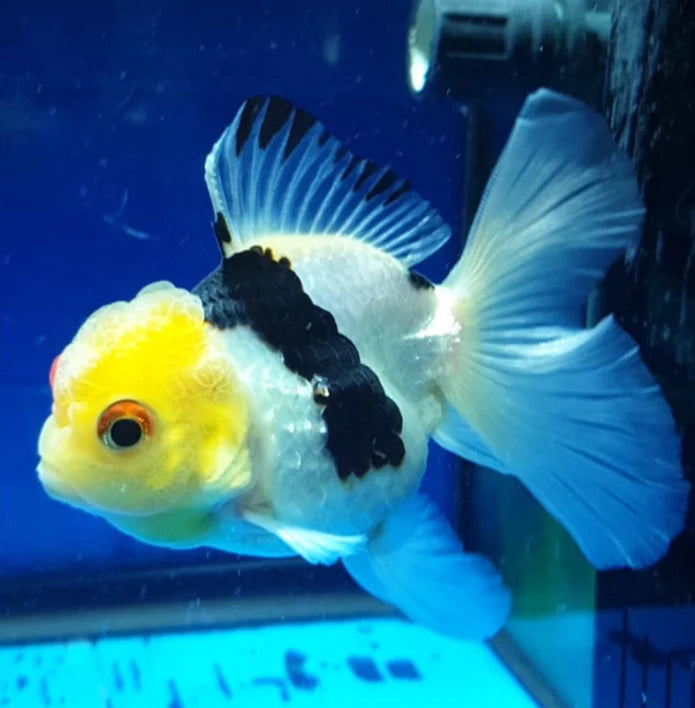 PANDA THAI ORANDA