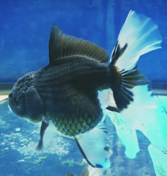 PANDA THAI ORANDA