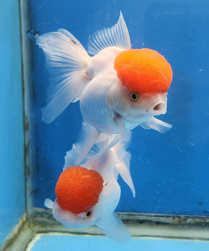 WHITE RED CAP THAI ORANDA