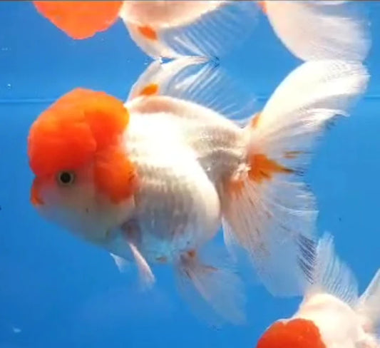 WHITE RED CAP THAI ORANDA