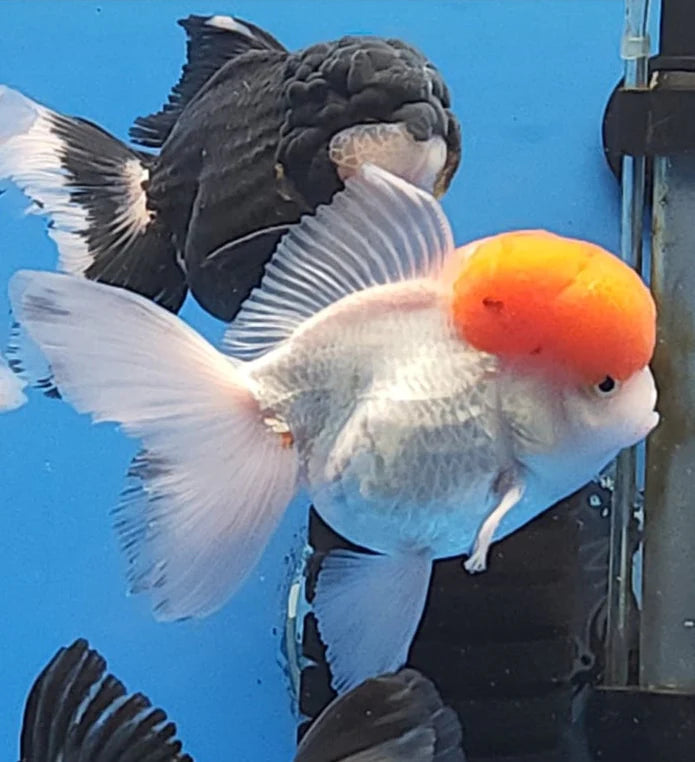 WHITE RED CAP THAI ORANDA