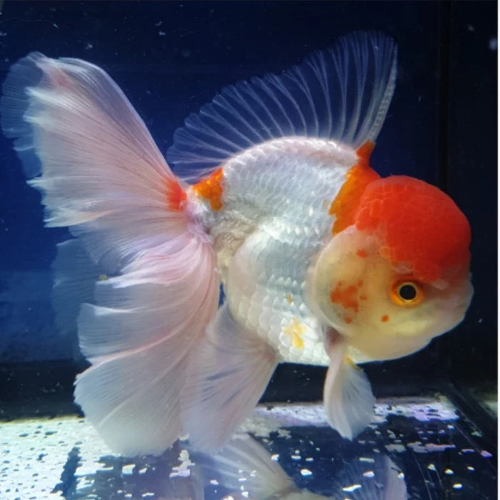 WHITE RED CAP ORANDA