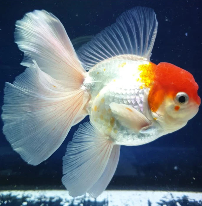 WHITE RED CAP ORANDA