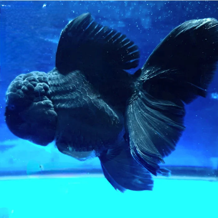 SUPER BLACK COLOR THAI ORANDA