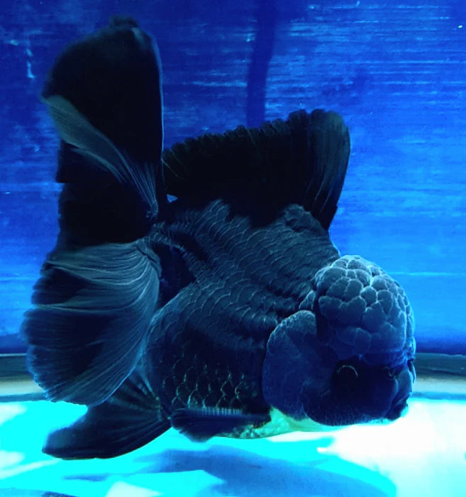 SUPER BLACK COLOR THAI ORANDA