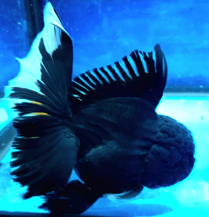 SUPER BLACK COLOR THAI ORANDA