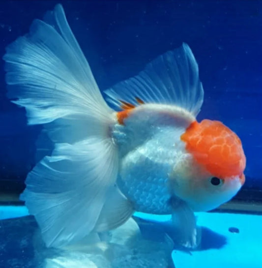 WHITE RED CAP ORANDA