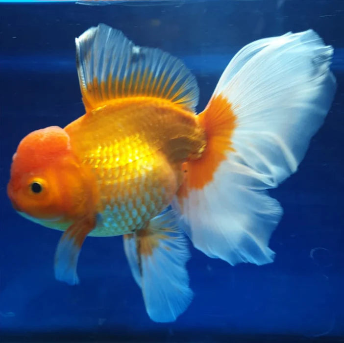 RED/WHITE COLOR THAI ORANDA