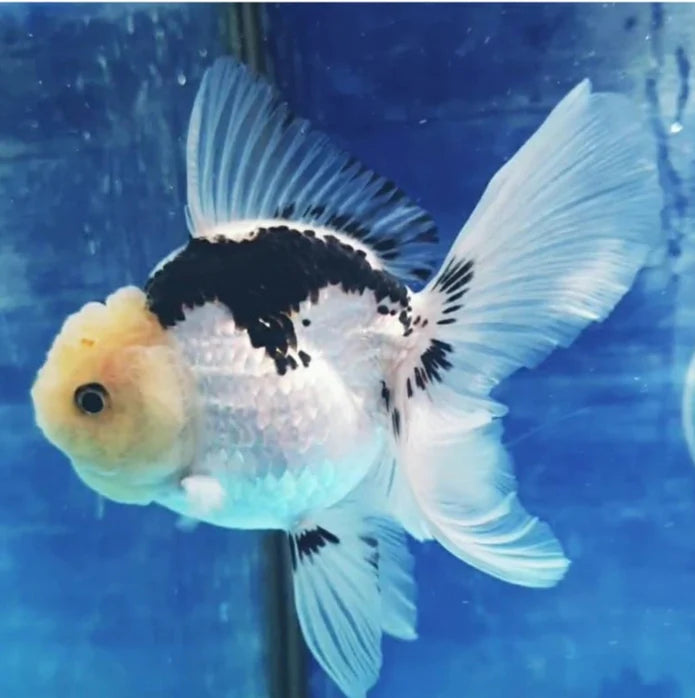 PANDA THAI ORANDA