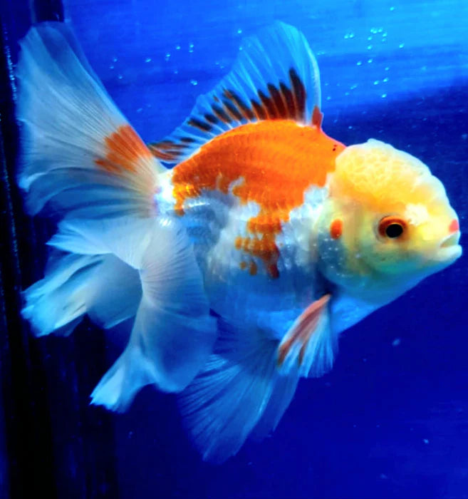 RED/WHITE COLOR THAI ORANDA