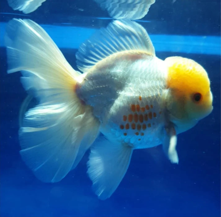 WHITE THAI ORANDA