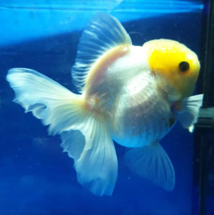 WHITE THAI ORANDA