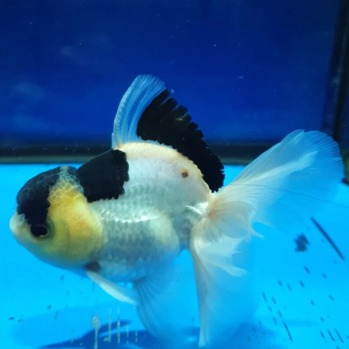 PANDA THAI ORANDA